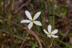 Shortleaf rose gentian